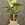 Anthurium tropical - Imagen 1
