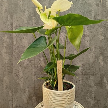 Anthurium tropical - Imagen 1