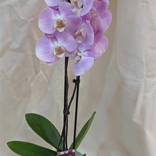 Bubble Gum - Imagen 1