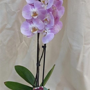 Bubble Gum - Imagen 1