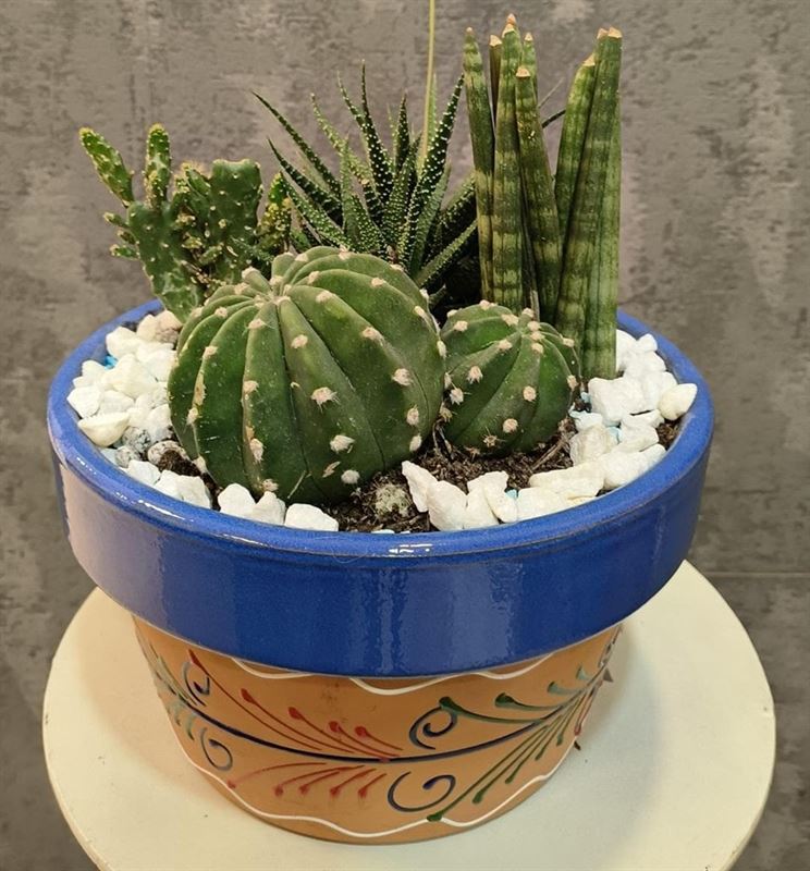 Composición de cactus - Maceta decorada azul - Imagen 1