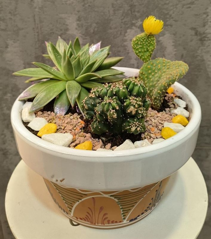 Composición de cactus - Maceta decorada blanca - Imagen 1