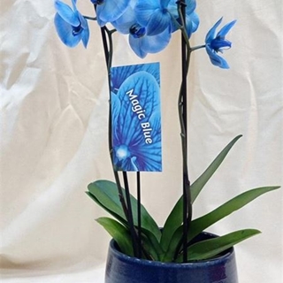 Océano Profundo - Imagen 1