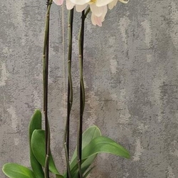 Orquídea "Blanco armiño" - Imagen 1