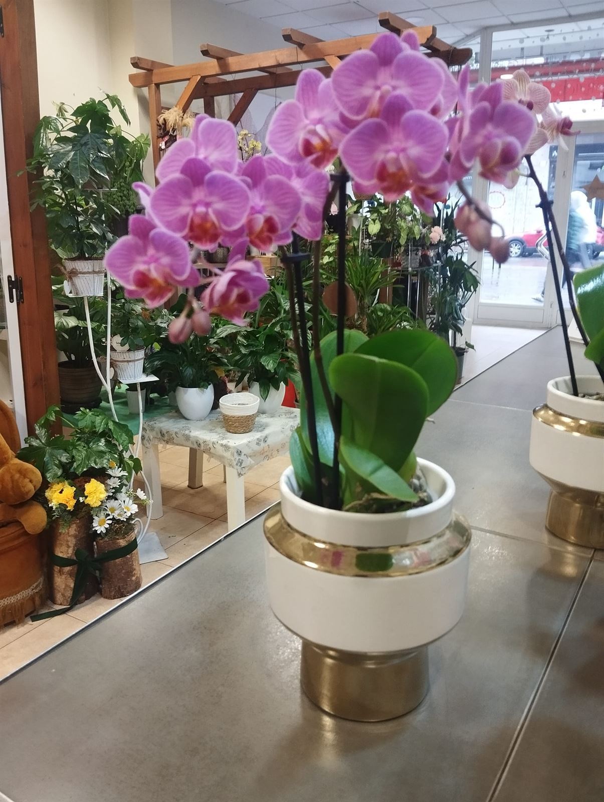 ORQUIDEAS EN JUVENTUD - Imagen 1