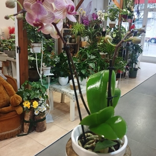 ORQUIDEAS EN JUVENTUD - Imagen 1