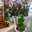 ORQUIDEAS EN JUVENTUD - Imagen 1