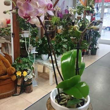 ORQUIDEAS EN JUVENTUD - Imagen 1