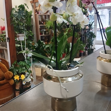 ORQUIDEAS EN JUVENTUD - Imagen 2