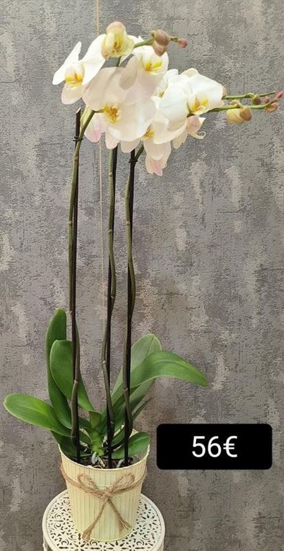 Orquídea "Blanco armiño" - Imagen 1