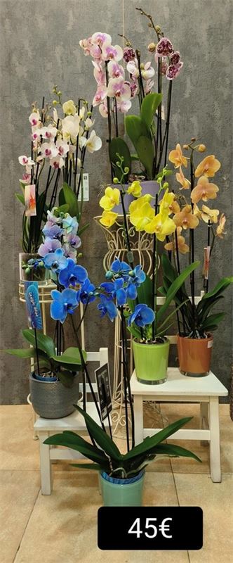 Orquídea "Colour" - Imagen 1