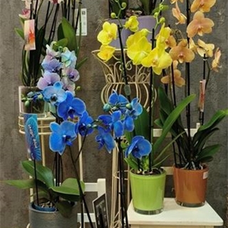 Orquídea "Colour" - Imagen 1