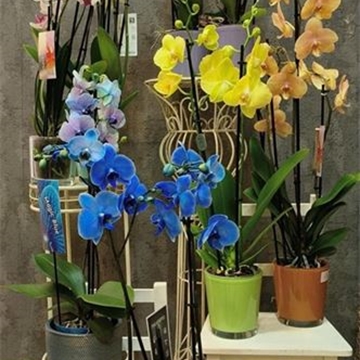 Orquídea "Colour" - Imagen 1