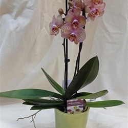 Pajarillo liberado - Imagen 1