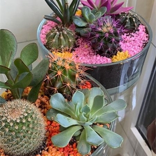 Paraiso del Cactus - Imagen 1