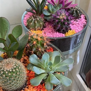 Paraiso del Cactus - Imagen 1