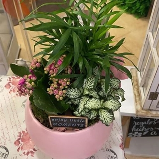 Primavera en Rosa - Imagen 1