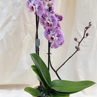 Risueña Alocada - Imagen 1