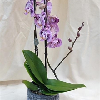 Risueña Rebelde - Imagen 1