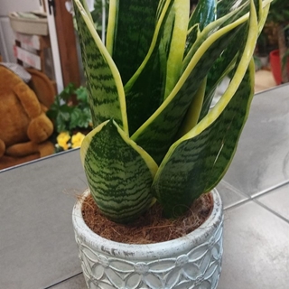 Sansevieria juvenil - Imagen 1