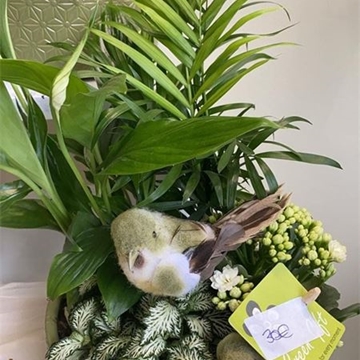 Verde Primavera - Imagen 1